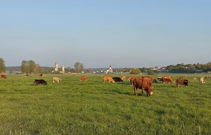 Kühe grasen auf einer Wiese, im Hintergrund sind Bäume und Gebäude zu sehen.