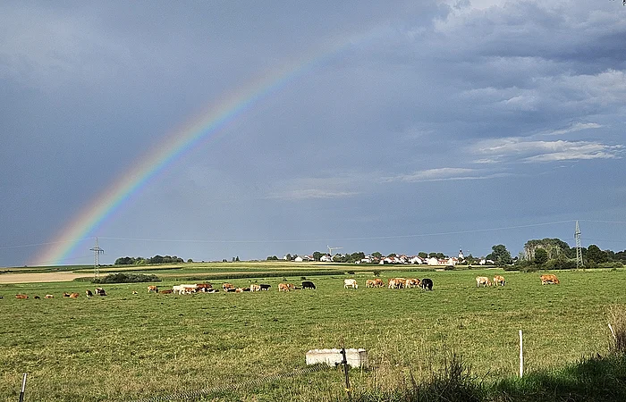 Eine grüne Wiese mit grasenden Kühen, darüber ein Regenbogen am Himmel. Im Hintergrund sind Häuser zu sehen.