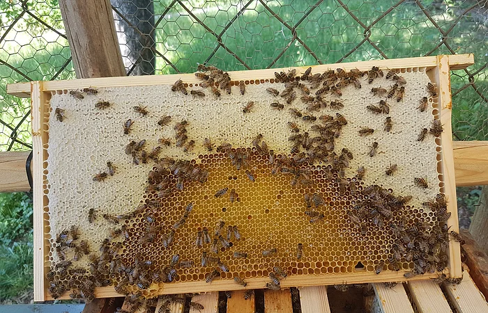 Bienen auf einer Wabe mit teilweise gefüllten und verdeckelten Zellen in einem Holzrahmen.