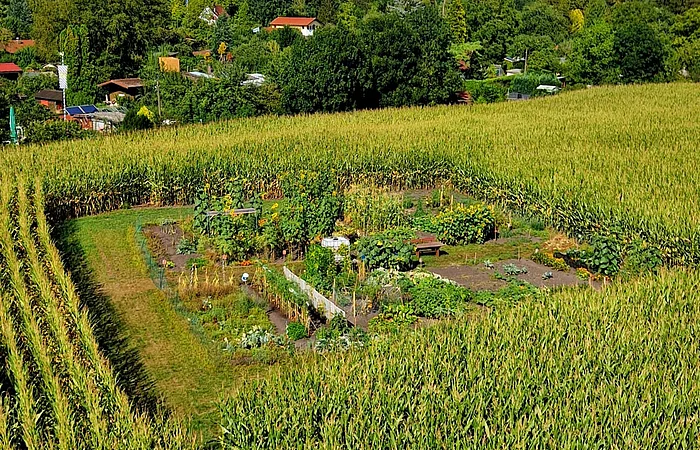 Ein Gemüsegarten inmitten eines Maisfeldes, umgeben von Bäumen und Häusern im Hintergrund.