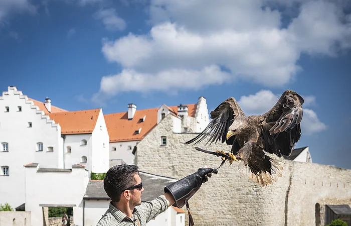 Mann mit Handschuh hält einen Adler, Gebäude im Hintergrund.