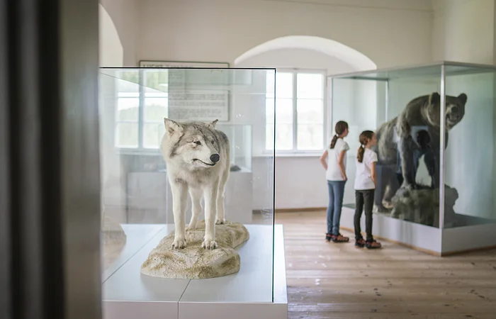 Zwei Kinder betrachten ausgestopfte Tiere in einem Museum, darunter ein Wolf und ein Bär in Glasvitrinen.