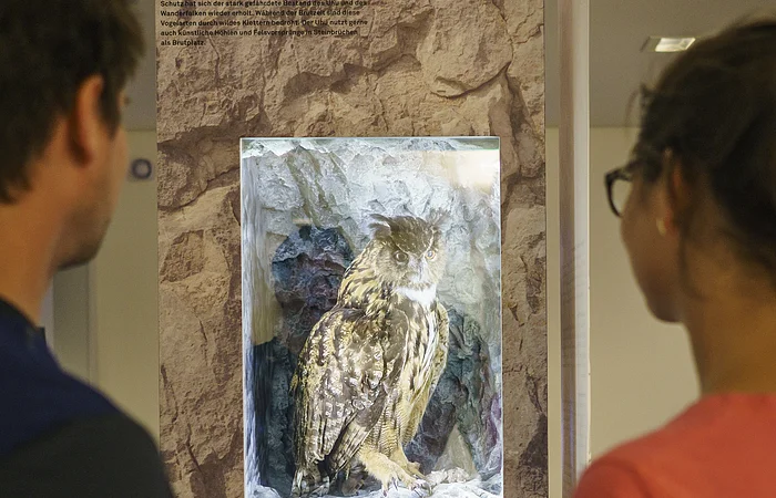 Zwei Personen betrachten ein Ausstellungsplakat mit einem Bild einer Eule in einer Felsnische.