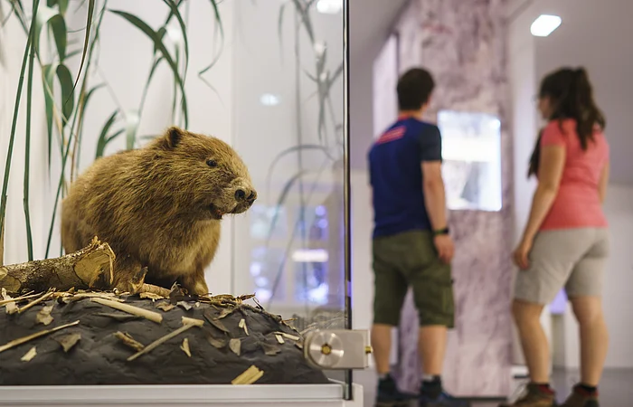 Ausgestopfter Biber in einer Vitrine, im Hintergrund betrachten zwei Personen eine Ausstellung.