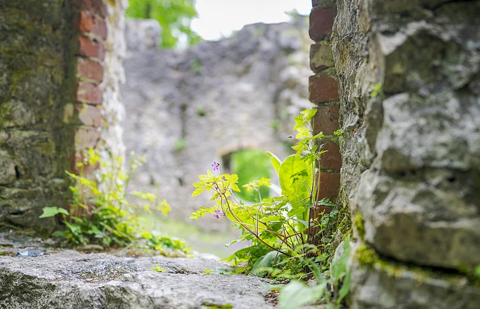 Pflanzen wachsen zwischen alten Stein- und Ziegelmauern einer Ruine.