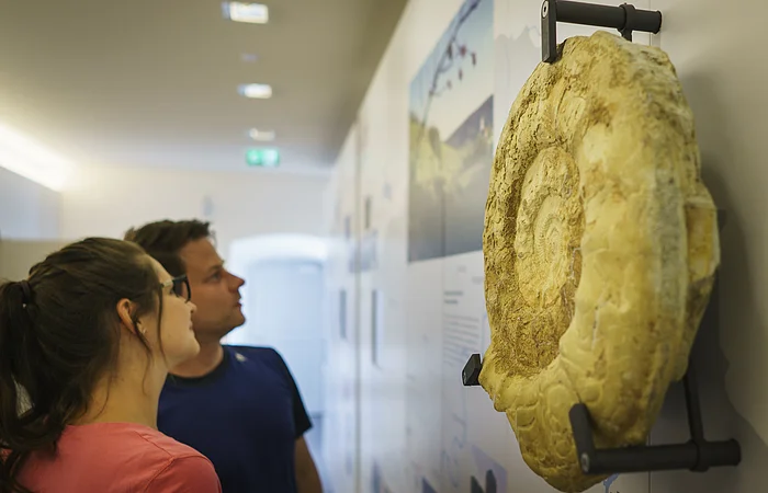 Zwei Personen betrachten ein großes Fossil an einer Museumswand.