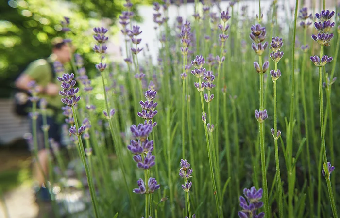 Lavendelblüten im Vordergrund, unscharfe Person im Hintergrund.