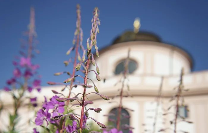 Lila Blüten im Vordergrund, verschwommenes Gebäude mit Kuppel im Hintergrund. Blauer Himmel.