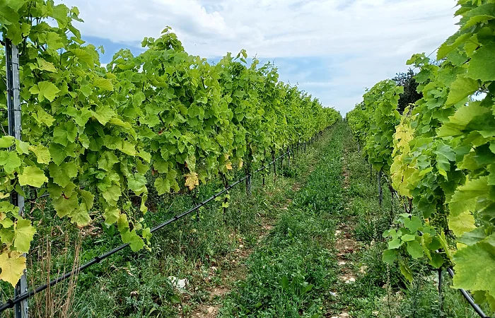 Reihen von Weinreben mit grünen Blättern und Trauben auf einem Weinberg.