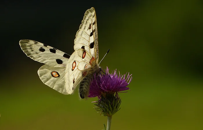 Schmetterling mit weißen Flügeln und schwarzen Punkten sitzt auf lila Blüte vor grünem Hintergrund.