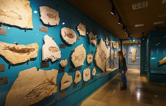 Frau betrachtet in Museum fossile Fischabdrücke an blauer Wand mit Beleuchtung und Informationstafeln.