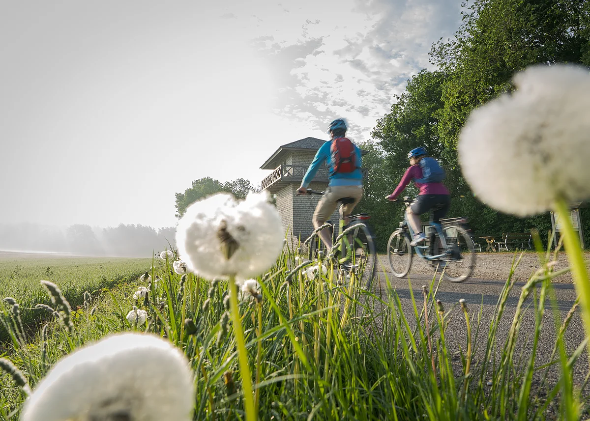 Zwei Radfahrer fahren auf einem Weg neben einer Wiese mit Löwenzahn und einem Aussichtsturm im Hintergrund.
