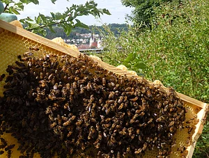 Bienen auf einem Wabenrahmen vor grünem Buschwerk und einer Stadt im Hintergrund bei Tageslicht.