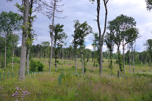 Waldlichtung mit Bäumen, Gras und lila Wildblumen unter bewölktem Himmel.