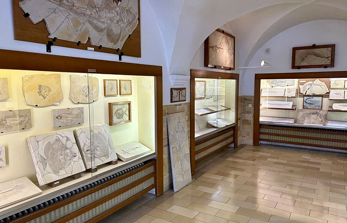 Der Ausstellungsraum des Msueums mit Vitrinen an den Wänden, in denen die Fossilien des Jura-Meeres ausgestellt sind.