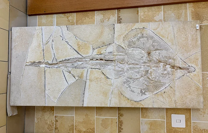 An der Wand hängt ein Fossil eines Art Rochen