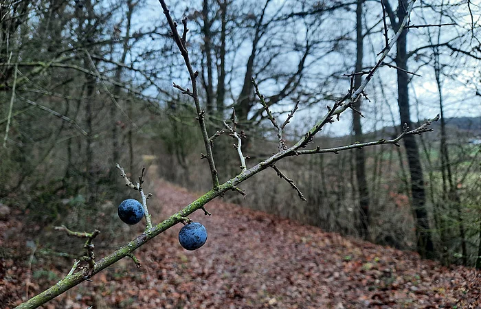 Zweige mit zwei blauen Beeren im Vordergrund, unscharfer Waldweg und Bäume im Hintergrund.