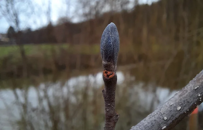 Nahaufnahme eines grauen Knospenzweigs vor unscharfem Hintergrund mit Wasser und Bäumen.