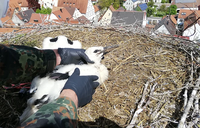 Die Hände einer Person mit schwarzen Handschuhen halten einen Jungstorch in großem Nest, ein weiterer Jungstorch liegt links daneben. Blick auf rote und dunkle Häuserdächer vom Nest aus.