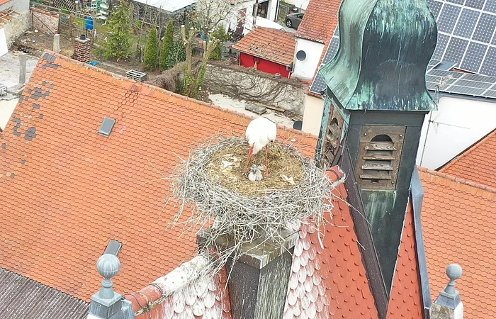 Ein Weißstorch mit zwei Jungen im Nest auf einem Schornstein eines Gebäudes mit roten Ziegeldächern. Im Hintergrund eine Kleinstadt mit weiteren Häusern mit roten Dächern, einem schwarzen Turm und einem Garten.