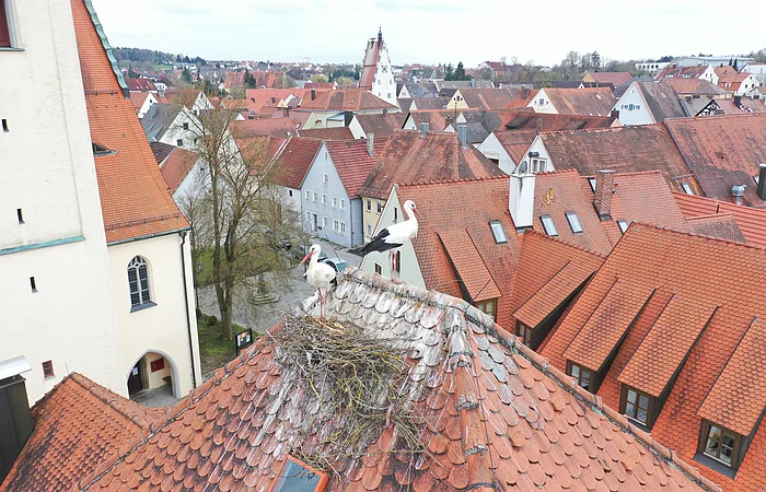 Zwei Störche im und am Nest auf einem roten Spitzdach, in in einer Kleinstadt mit einer Kirche links im Bild und vielen Häusern mit roten Dächern im Hintergrund.
