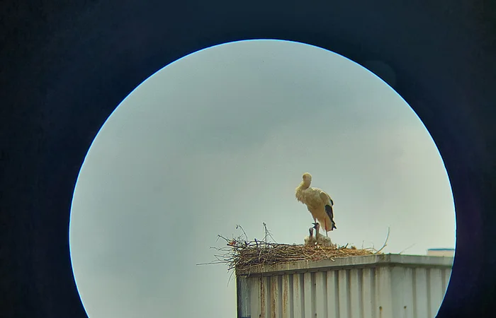 Storch im Nest auf einem Gebäudedach, aufgenommen durch ein rundes Sichtfenster oder Fernglas.