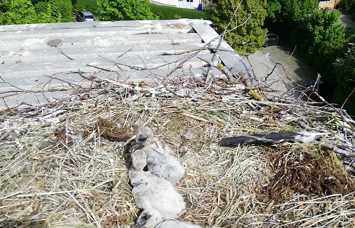 Nest mit drei jungen Storchenkindern auf einem grauem Dach mit Zweigen und Blättern. Im Hintergrund ein weißes mehrstöckiges Haus und grüne Bäume.