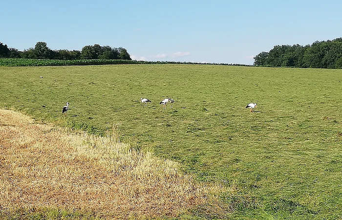 Grüne Wiese mit fünf Störchen und einem braunen Feldabschnitt unter blauem Himmel und Bäumen im Hintergrund.