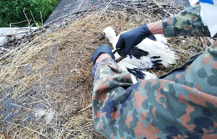 Person mit Tarnjacke und schwarzen Handschuhen pflegt Jungstorch im Nest auf einem Dach mit Stroh und Ästen.