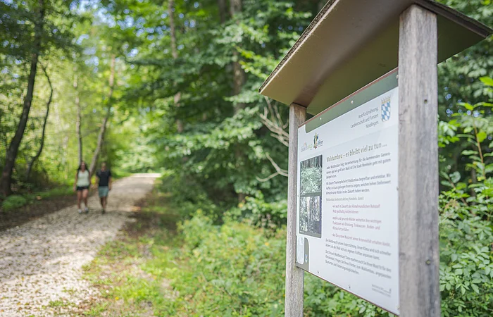 Zwei Personen, die im Sommer auf dem geschotterten Waldweg entlang gehen links im Bild, rechts im Bild eine Infotafel zum Waldumbau.