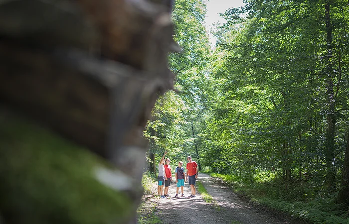 Vier Personen stehen auf einem Waldweg, umgeben von grünen Bäumen, eine Person zeigt nach oben.
