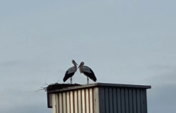 Zwei Störche stehen auf einem Metallbau eines Sägemehlbunkers mit Nest und schauen aufeinander, bei bewölktem Himmel.