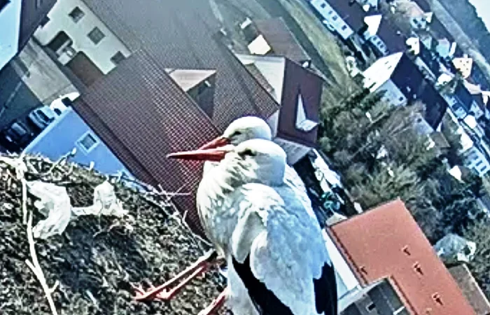 Zwei Weißstörche stehen bei Tageslicht auf einem Nest auf einem Dach, im Hintergrund eine Wohngegend mit Häusern und Bäumen.