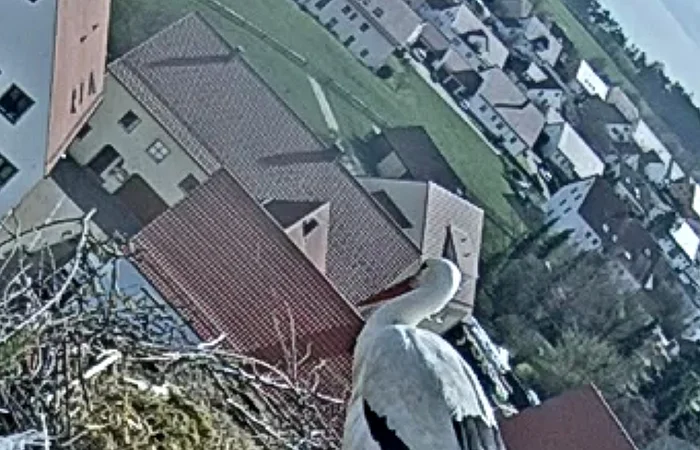 Weißstorch steht im Nest aus Zweigen auf einem Hausdach, im Hintergrund Häuser und grüne Flächen.