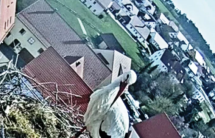 Weißstorch steht im Nest aus Zweigen auf einem hohen Gebäude mit Blick auf ein Dorf und grüne Felder.