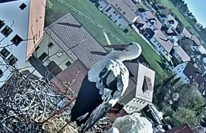 Zwei Weißstörche stehen in einem Nest mit drei Eiern auf einem Dach in einem Wohngebiet.