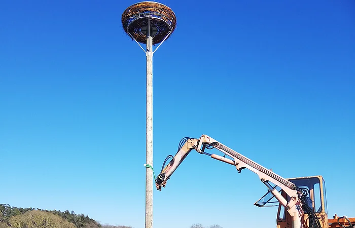 In der Mitte des Bildes ein hoher Pfahl mit großem Vogelnestkorb oben auf einem Feld bei Sonnenschein und blauem Himmel. Rechts im Bild steht eine Baumaschine, die den Pfahl aufrichtet.