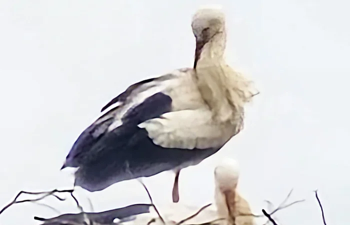 Zwei Störche stehen in einem Nest aus Zweigen auf einem hohen Gebäude vor hellem Himmel.