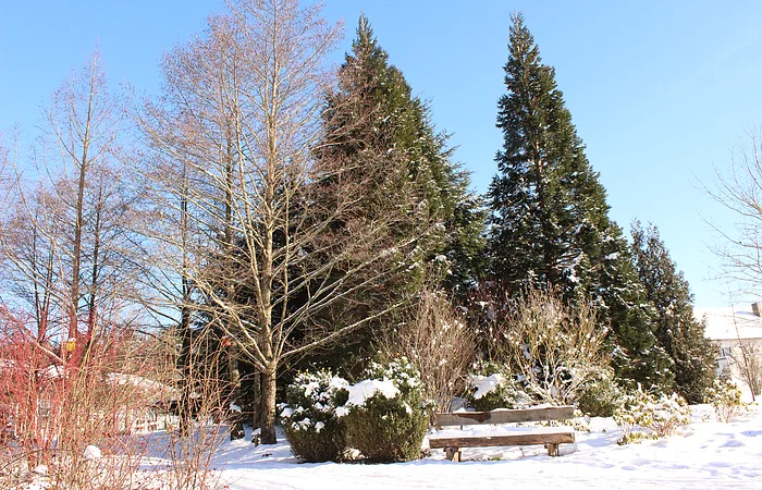 Winterliche Parklandschaft mit schneebedeckter Bank und Nadel- sowie Laubbäumen unter blauem Himmel