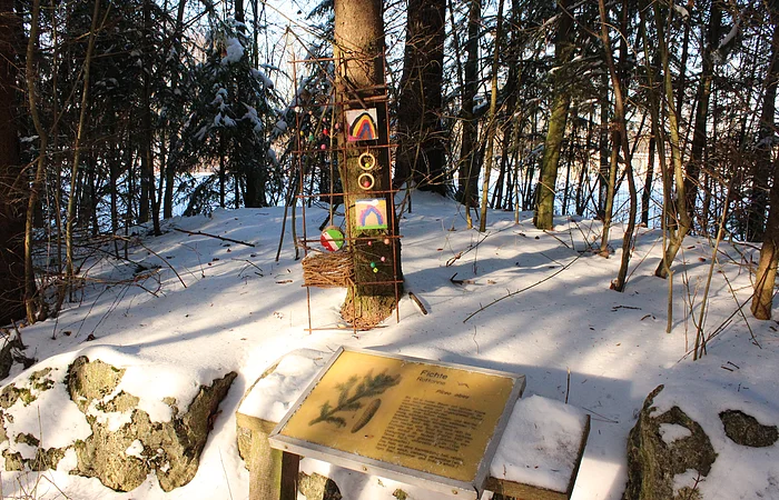 Infotafel über Fichte im verschneiten Wald mit Baum und bunten Dekorationen am Stamm.