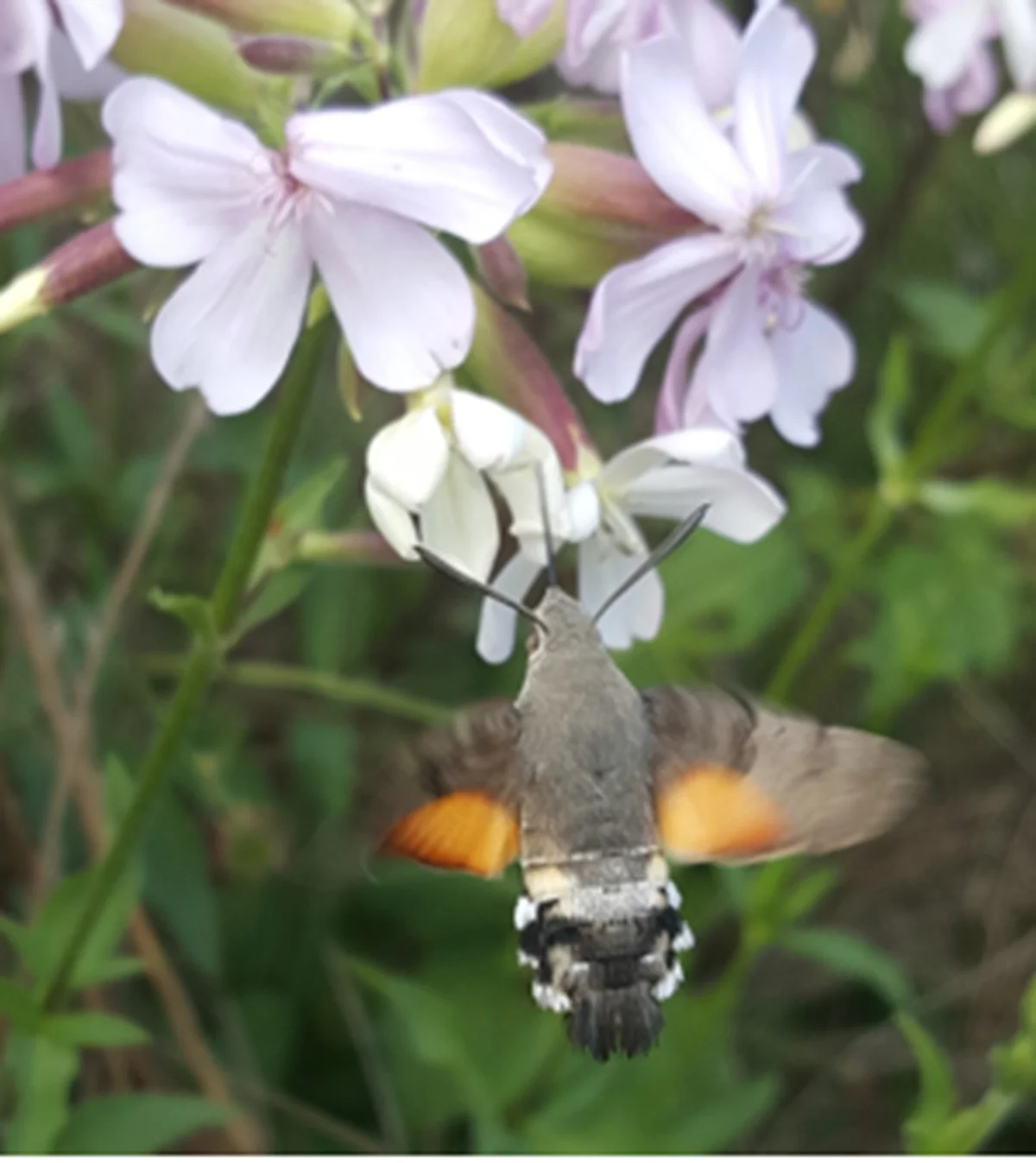 Kräuter im Altmühltal Blumen mit Insekt
