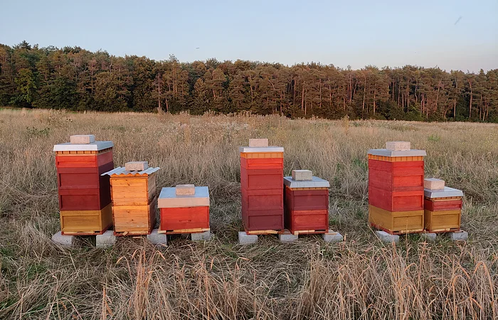 Sechs bunte Bienenstöcke stehen auf Betonplatten in einem Feld mit hohem Gras vor einem Wald.