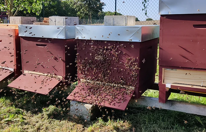 Bienen fliegen um mehrere rote Bienenstöcke mit Metallabdeckungen auf einer Wiese unter blauem Himmel.