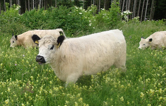 Drei weiße Gallowayrinder mit schwarzen Ohren in einer grünen Wiese mit gelben Blumen vor Waldkulisse.
