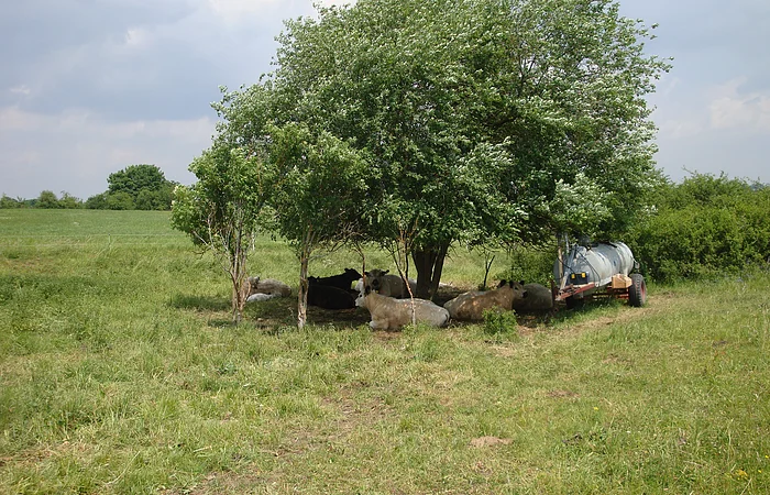 Rinder liegen im Schatten eines großen Baums auf einer grünen Wiese neben einem Wasserfass auf einem Anhänger.