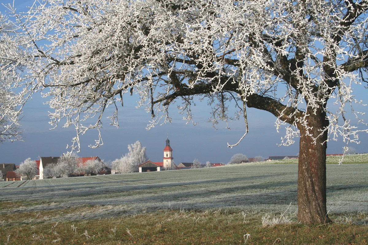 Baum mit frostbedeckten Ästen auf einer Wiese, Dorf und Kirche im Hintergrund unter blauem Himmel.