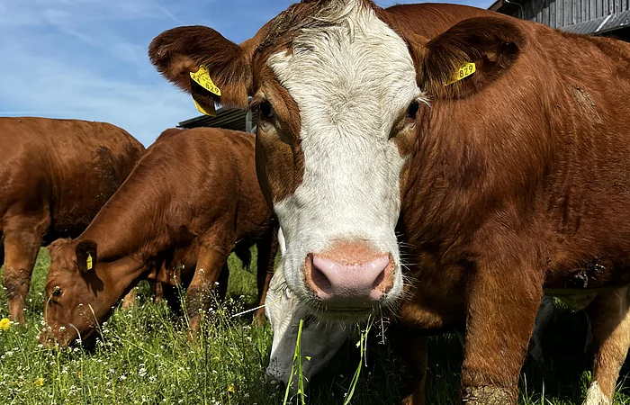 Braune Kuh mit weißem Gesicht steht auf grüner Wiese, weitere Kühe und Scheune im Hintergrund bei blauem Himmel.
