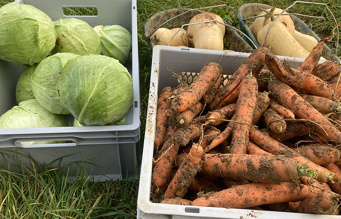 Mehrere grüne Kohlköpfe in einer grauen Kiste, daneben eine graue Kiste mit erdigen Karotten und im Hintergrund zwei Körbe mit Butternut-Kürbissen.