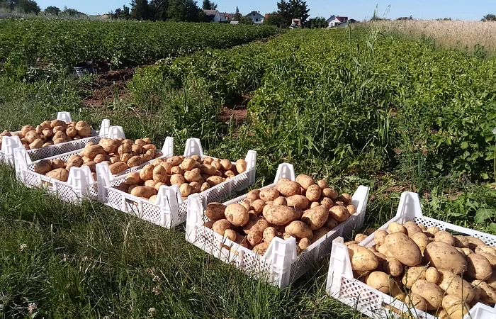 Fünf weiße Kisten mit frisch geernteten Kartoffeln stehen auf Gras vor einem Kartoffelfeld und Häusern im Hintergrund.