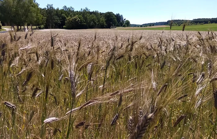 Emmerfeld im Sonnenschein mit Bäumen und Wiesen im Hintergrund unter blauem Himmel.